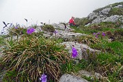 41 Cresta fiorita di primula di l Lombardia